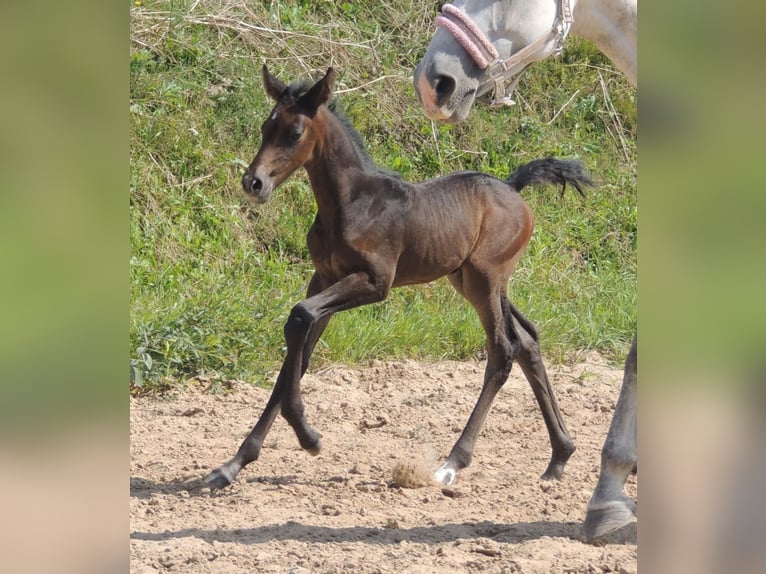 Lets warmbloed Merrie 1 Jaar Wit in Dienvidkurzemes novads