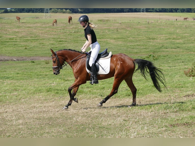 Lets warmbloed Merrie 4 Jaar 152 cm Bruin in Ganschow