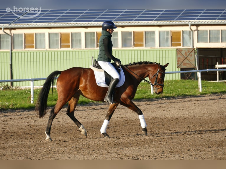 Lets warmbloed Merrie 4 Jaar 158 cm Bruin in Ganschow