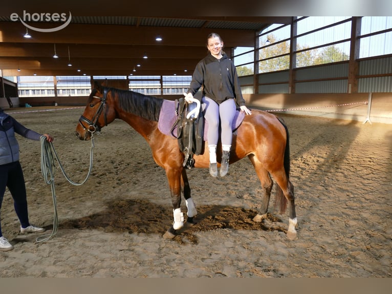 Lets warmbloed Merrie 4 Jaar 158 cm Bruin in Ganschow