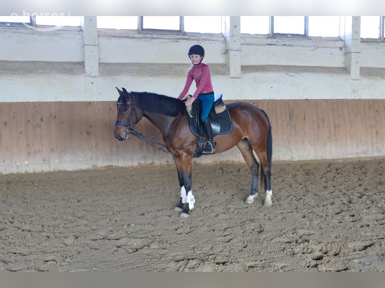 Lets warmbloed Merrie 4 Jaar 158 cm Bruin in Ganschow