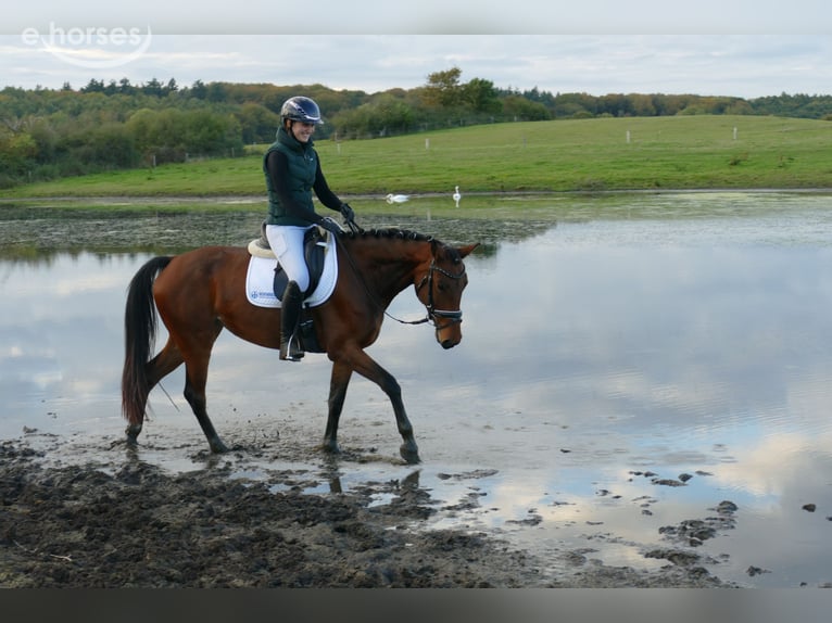 Lets warmbloed Merrie 4 Jaar 158 cm Bruin in Ganschow
