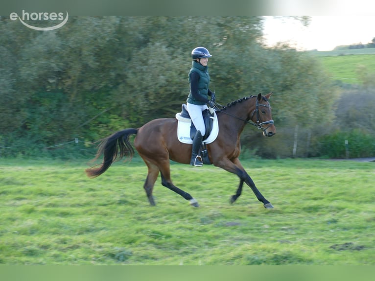 Lets warmbloed Merrie 4 Jaar 158 cm Bruin in Ganschow