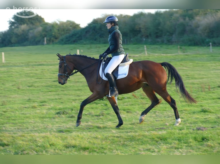 Lets warmbloed Merrie 4 Jaar 158 cm Bruin in Ganschow