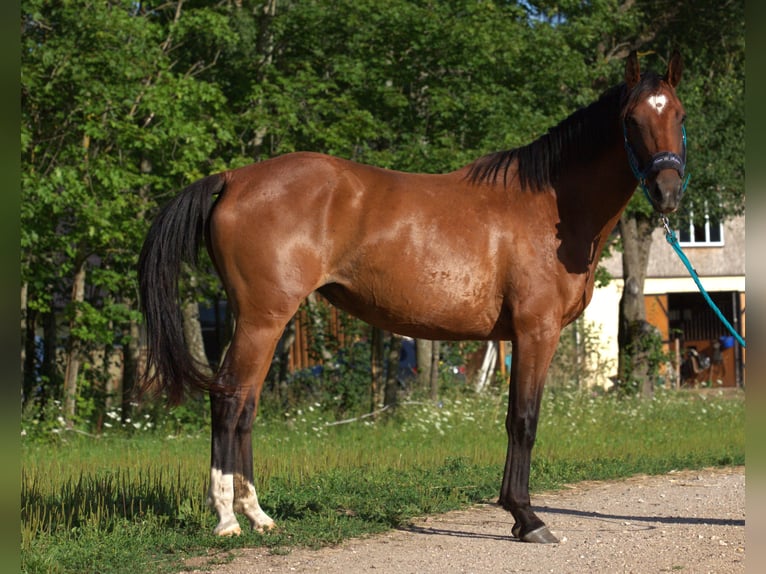 Lets warmbloed Merrie 4 Jaar Roodbruin in Daugavpils