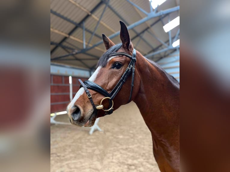 Lets warmbloed Merrie 5 Jaar 165 cm Roodbruin in Šiauliai