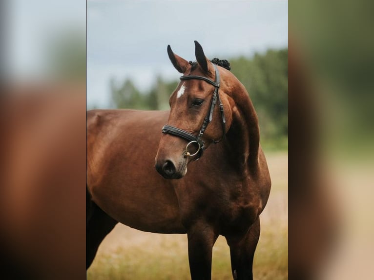 Lets warmbloed Merrie 5 Jaar 166 cm Roodbruin in Riga