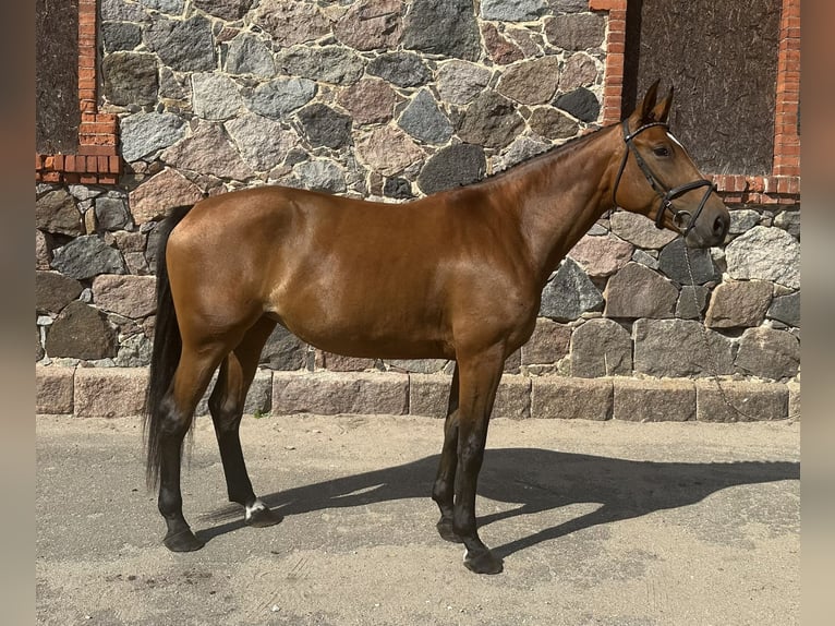 Lets warmbloed Merrie 5 Jaar 174 cm Roodbruin in Valmiermuiza