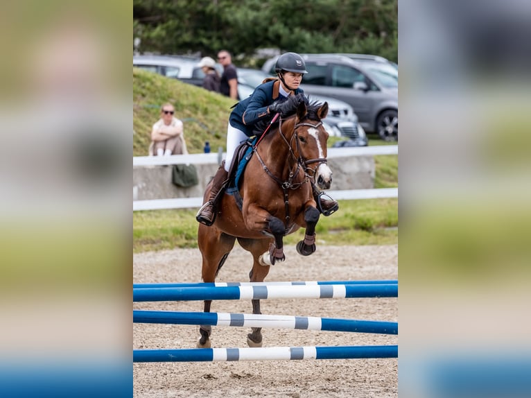 Lets warmbloed Merrie 6 Jaar 163 cm Bruin in Klaipeda