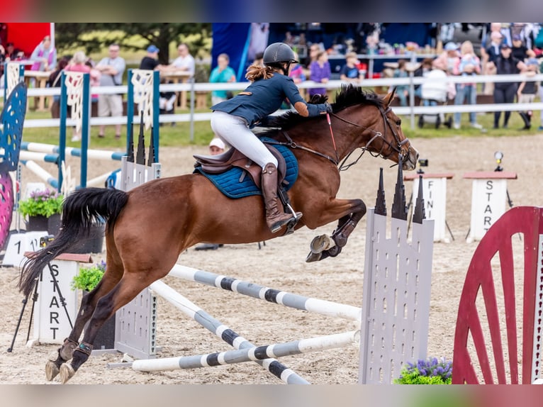 Lets warmbloed Merrie 6 Jaar 163 cm Bruin in Klaipeda