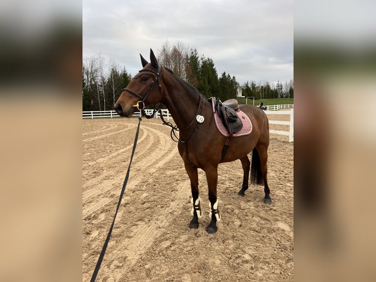 Lets warmbloed Merrie 6 Jaar 165 cm Roodbruin in Pakruojis district