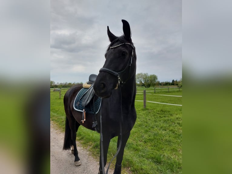 Lets warmbloed Merrie 6 Jaar 167 cm Zwart in Egelsbach