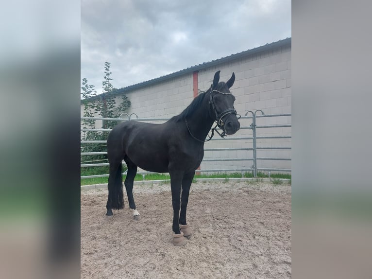 Lets warmbloed Merrie 6 Jaar 167 cm Zwart in Egelsbach