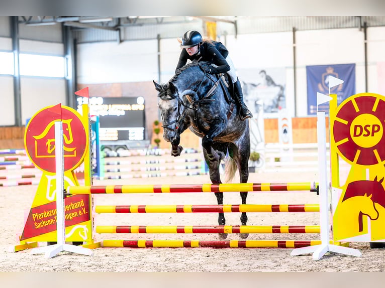 Lets warmbloed Merrie 6 Jaar 171 cm Schimmel in Jaworze