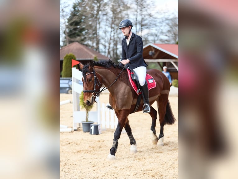 Lets warmbloed Merrie 7 Jaar 156 cm Bruin in Zeitlarn