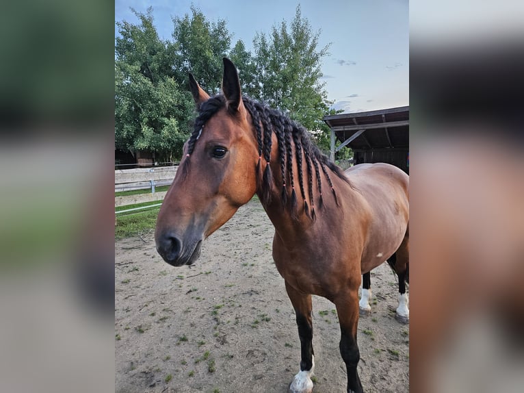 Lets warmbloed Merrie 7 Jaar 156 cm Bruin in Zeitlarn
