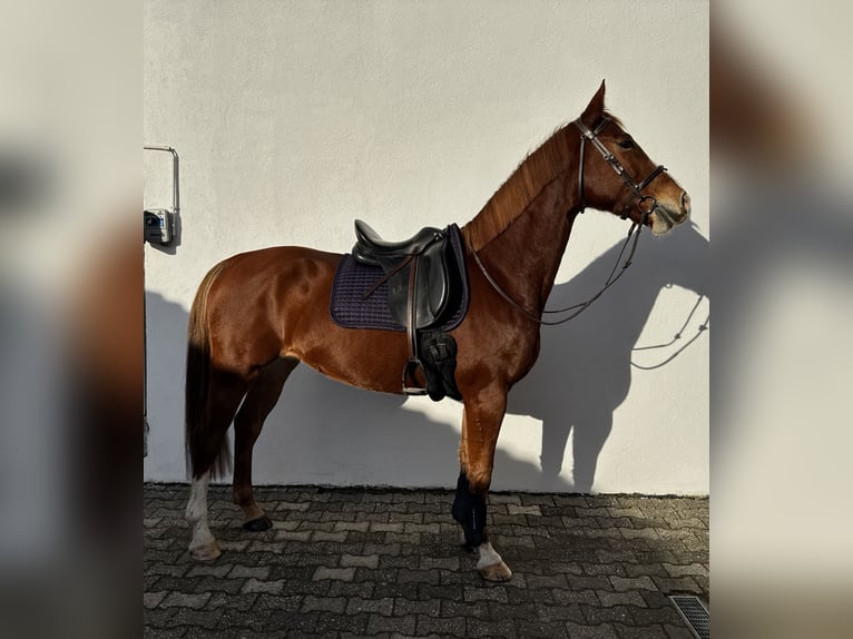 Lets warmbloed Merrie 7 Jaar 165 cm Vos in Egelsbach
