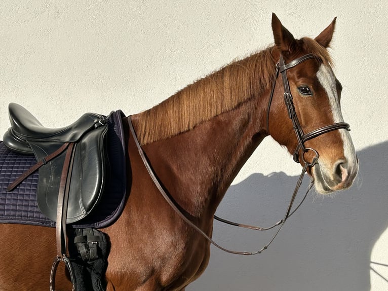 Lets warmbloed Merrie 7 Jaar 165 cm Vos in Egelsbach