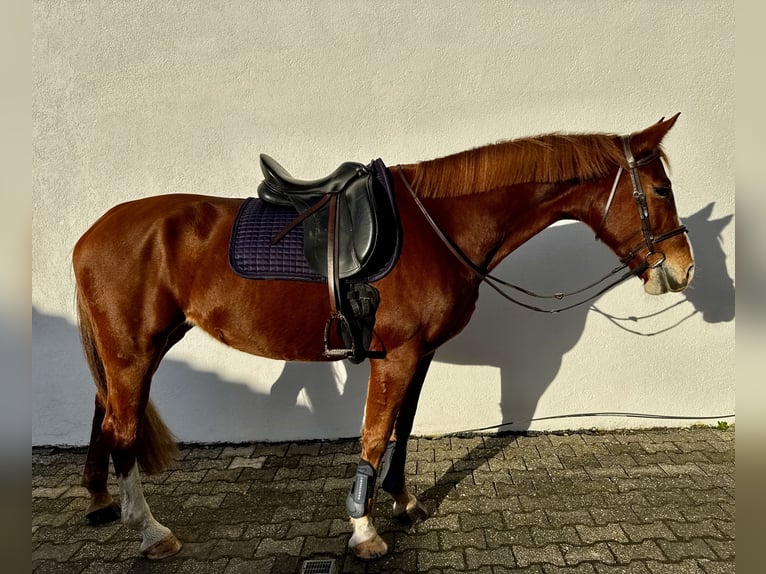 Lets warmbloed Merrie 7 Jaar 165 cm Vos in Egelsbach