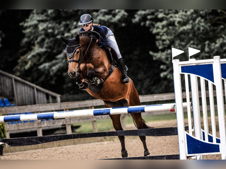 Lets warmbloed Merrie 7 Jaar 166 cm Bruin in Wächtersbach