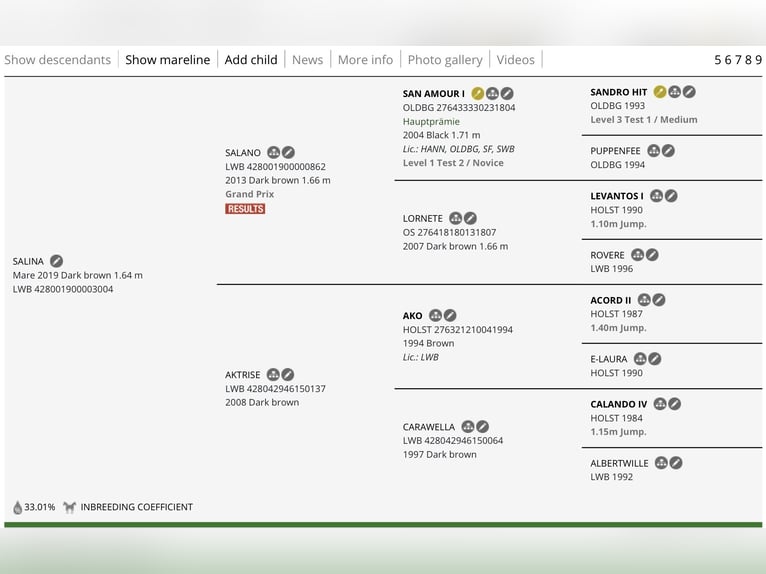 Lets warmbloed Merrie 7 Jaar 167 cm Donkerbruin in Blankenfelde