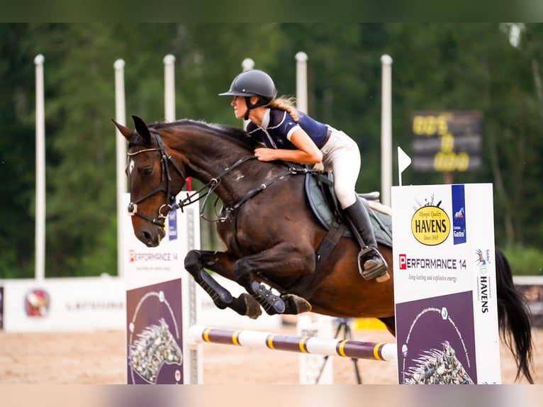 Lets warmbloed Merrie 7 Jaar 167 cm Donkerbruin in Blankenfelde