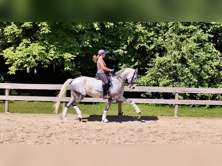 Lets warmbloed Mix Merrie 7 Jaar 168 cm Blauwschimmel in Riga