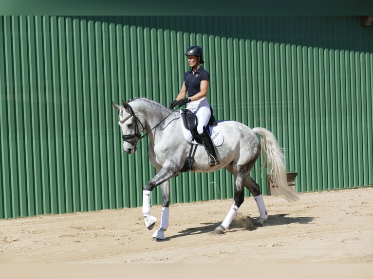 Lets warmbloed Merrie 7 Jaar 169 cm Schimmel in Ganschow