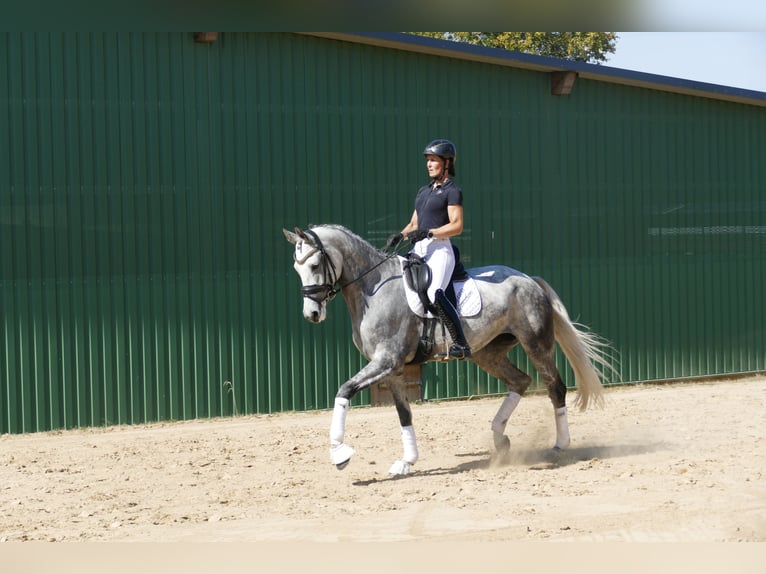 Lets warmbloed Merrie 7 Jaar 169 cm Schimmel in Ganschow