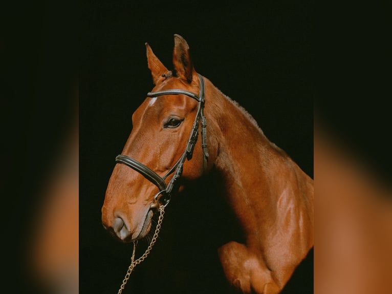 Lets warmbloed Merrie 7 Jaar 170 cm Roodbruin in Talsi