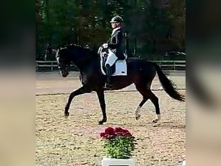 Lets warmbloed Merrie 7 Jaar 176 cm Donkerbruin in Babite