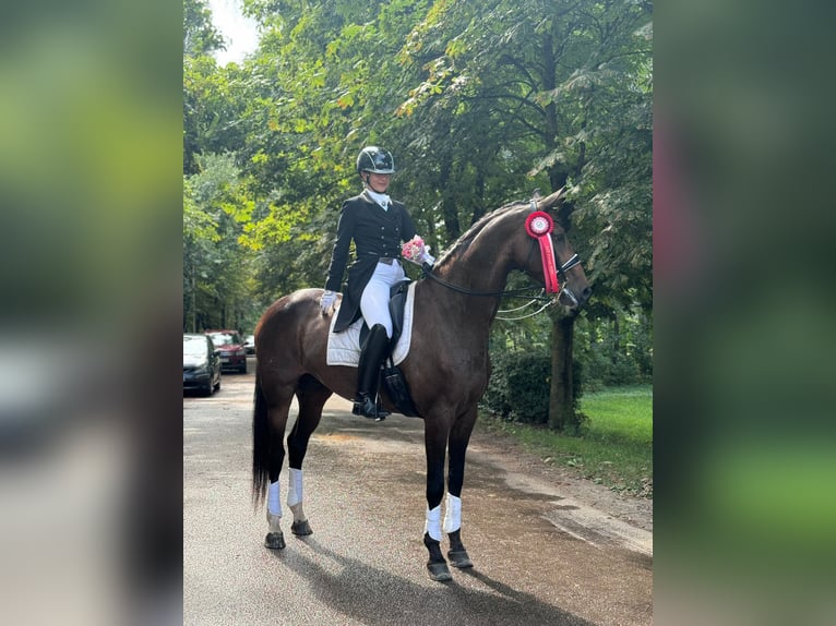 Lets warmbloed Merrie 7 Jaar 176 cm Donkerbruin in Babite