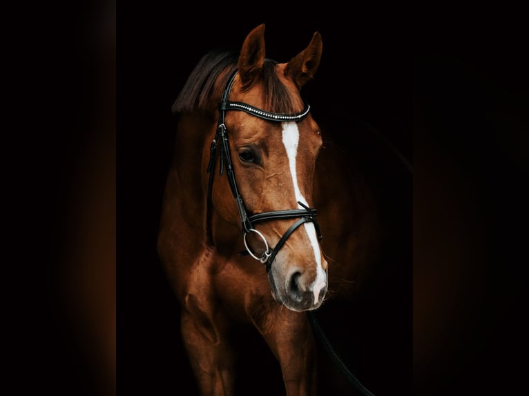 Lets warmbloed Merrie 7 Jaar Donkere-vos in Ropa&#x17E;i