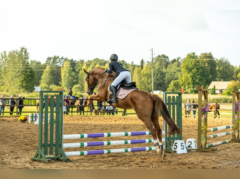 Lets warmbloed Merrie 7 Jaar Donkere-vos in Ropa&#x17E;i