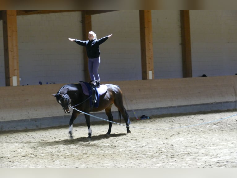 Lets warmbloed Merrie 8 Jaar 165 cm Donkerbruin in Ganschow