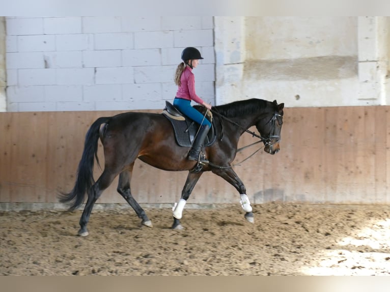 Lets warmbloed Merrie 8 Jaar 165 cm Donkerbruin in Ganschow