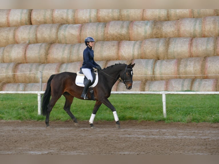 Lets warmbloed Merrie 8 Jaar 165 cm Donkerbruin in Ganschow