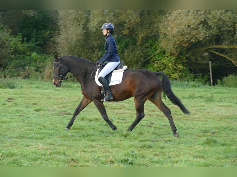 Lets warmbloed Merrie 8 Jaar 165 cm Donkerbruin in Ganschow