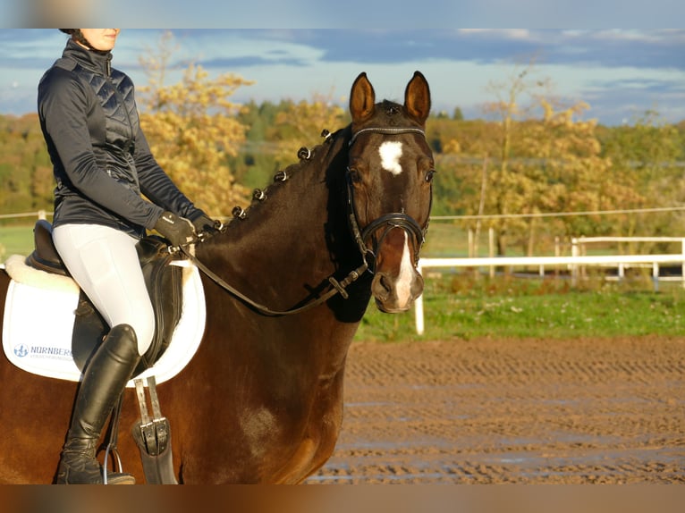 Lets warmbloed Merrie 8 Jaar 165 cm Donkerbruin in Ganschow