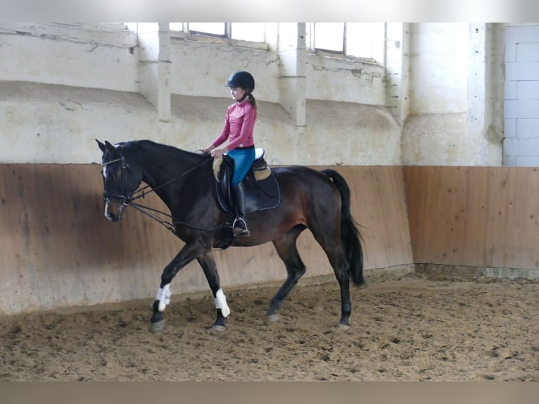Lets warmbloed Merrie 8 Jaar 165 cm Donkerbruin in Ganschow