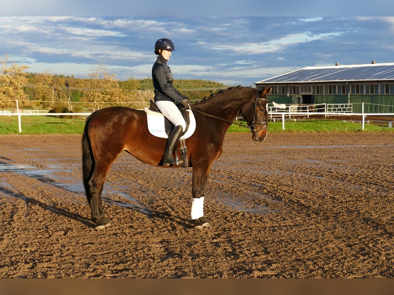 Lets warmbloed Merrie 8 Jaar 165 cm Donkerbruin in Ganschow