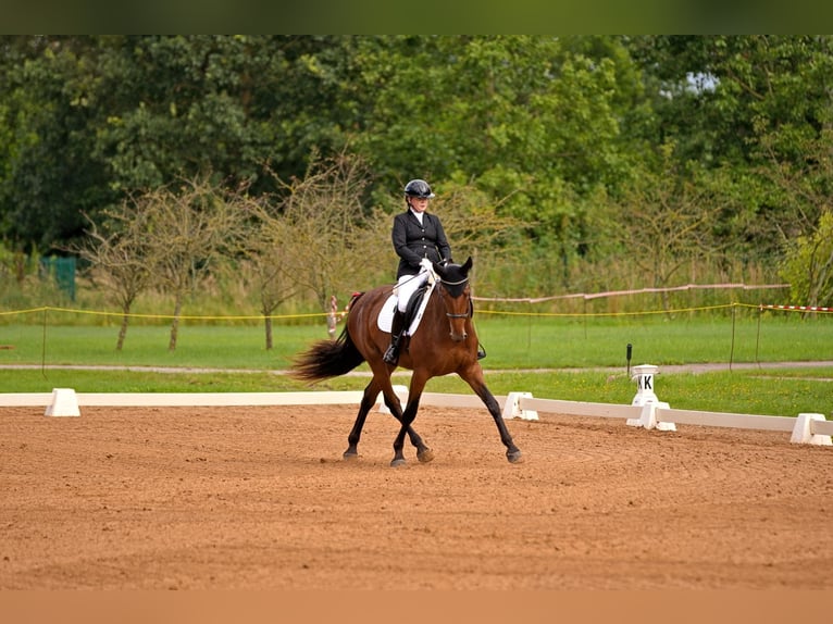 Lets warmbloed Merrie 8 Jaar 170 cm Roodbruin in Talsi