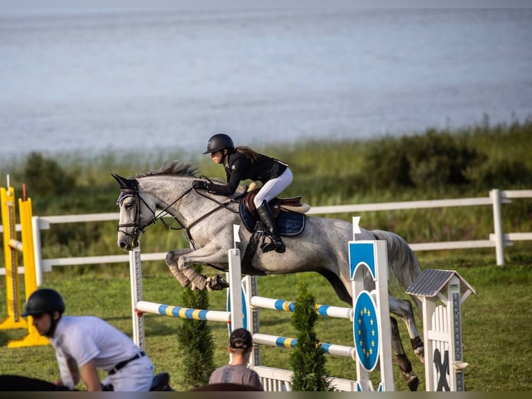 Lets warmbloed Merrie 8 Jaar 170 cm Schimmel in Ryga