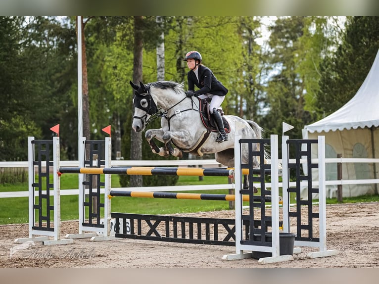 Lets warmbloed Merrie 8 Jaar 170 cm Schimmel in Aurich