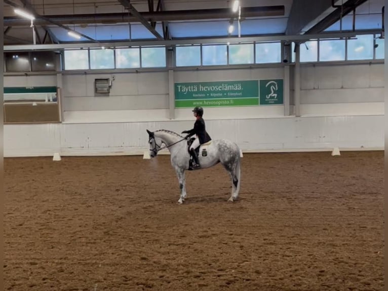 Lets warmbloed Merrie 8 Jaar 170 cm Schimmel in Aurich