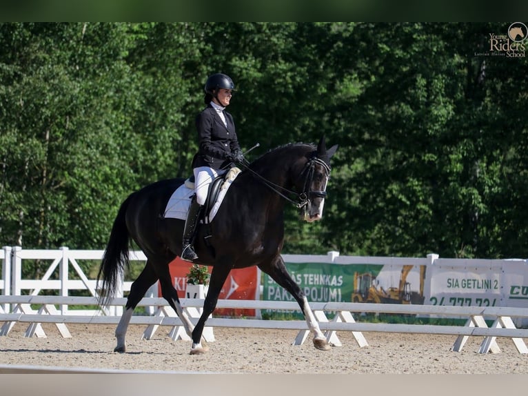 Lets warmbloed Merrie 9 Jaar 167 cm Zwart in Riga