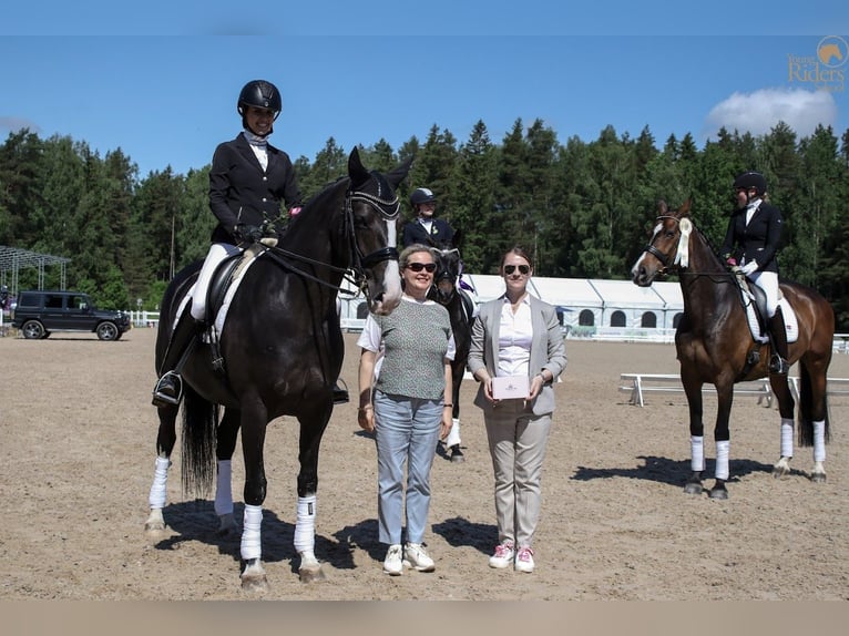 Lets warmbloed Merrie 9 Jaar 167 cm Zwart in Riga