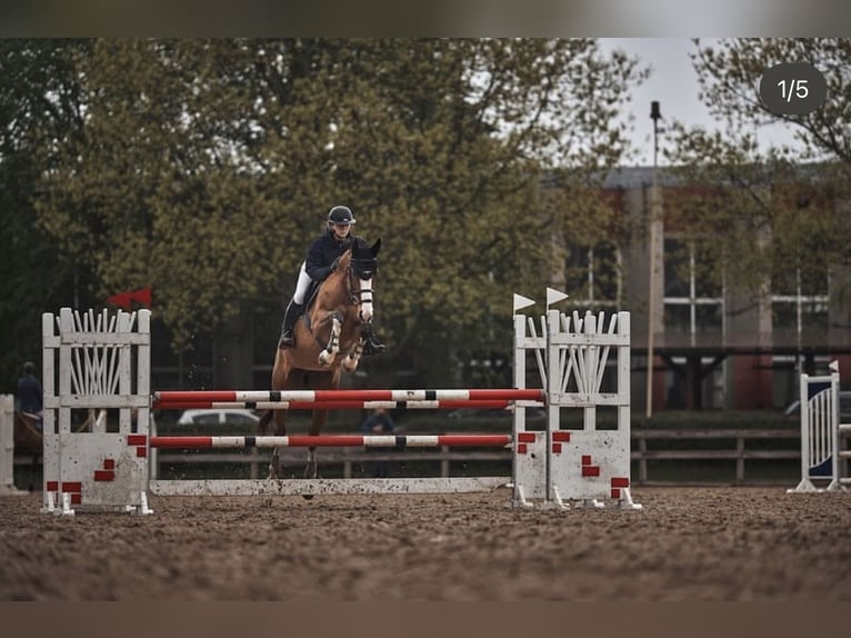 Lets warmbloed Merrie 9 Jaar 170 cm Roodbruin in Valdlauci