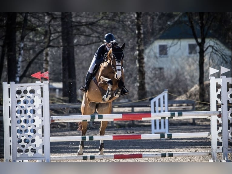 Lets warmbloed Merrie 9 Jaar 170 cm Roodbruin in Valdlauci