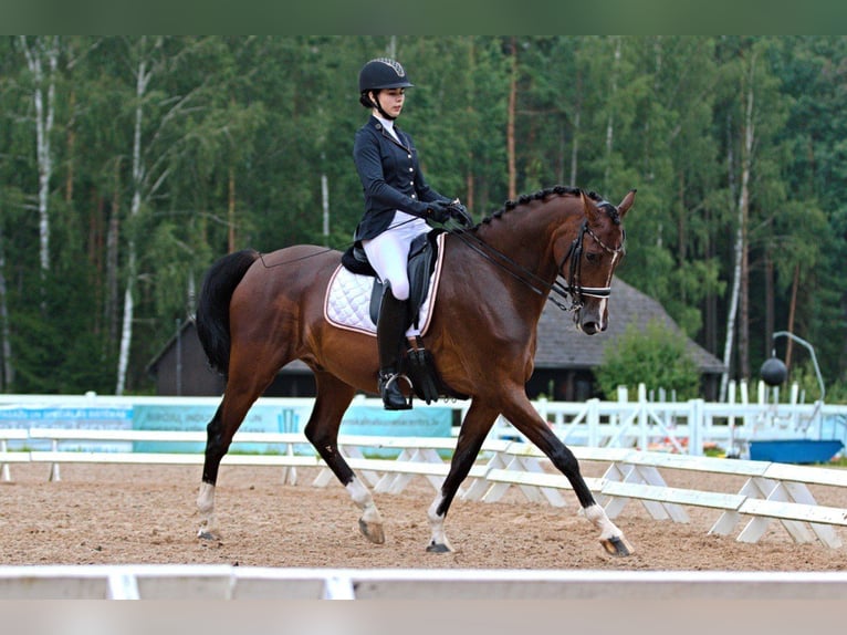 Lets warmbloed Ruin 10 Jaar 165 cm in Riga